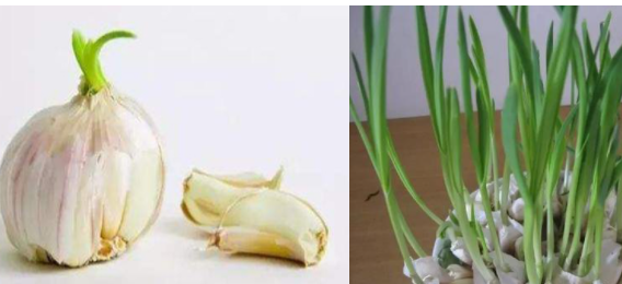 大蒜里长芽芯了还能吃吗？-可以