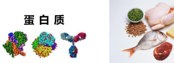 如果吃太多蛋白质会怎样？-健康百科