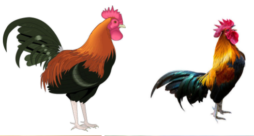 我们买的鸡肉是母鸡吗？为什么不吃公鸡？-畜牧业常识