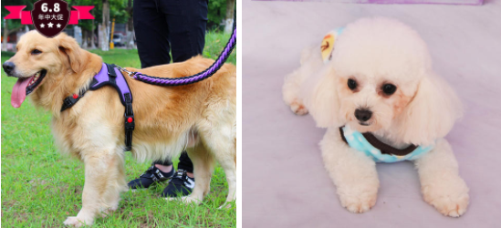 为什么小型犬比大型犬寿命更长？