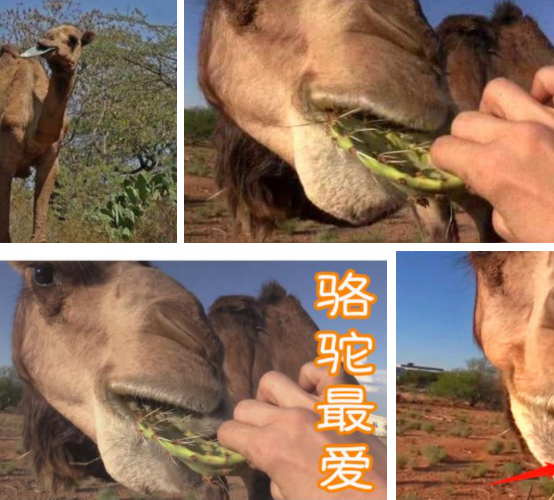 骆驼吃仙人掌不怕刺吗？-口腔构造