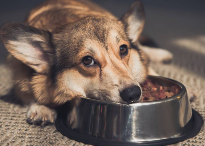 小型犬狗粮怎么选?2.png