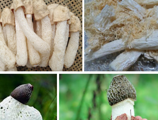 发黄变色的竹荪能吃吗？-看情况1.png