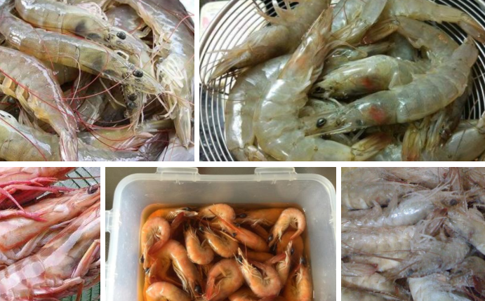 可以在冰箱里冷藏保存生虾吗？-可以1.png
