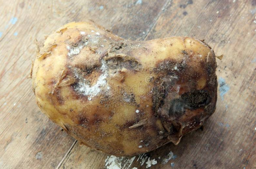 发霉的食物吃了会怎样 发霉后绝不能再吃的6种食物！