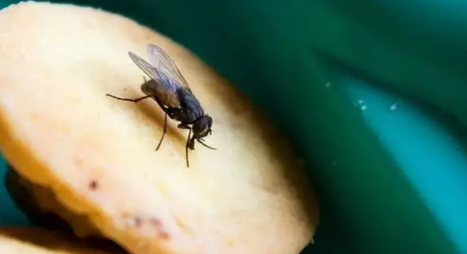 如何去除屋内的苍蝇？