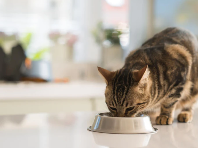 猫粮含镁高会怎么样？猫粮中的镁是否有害？