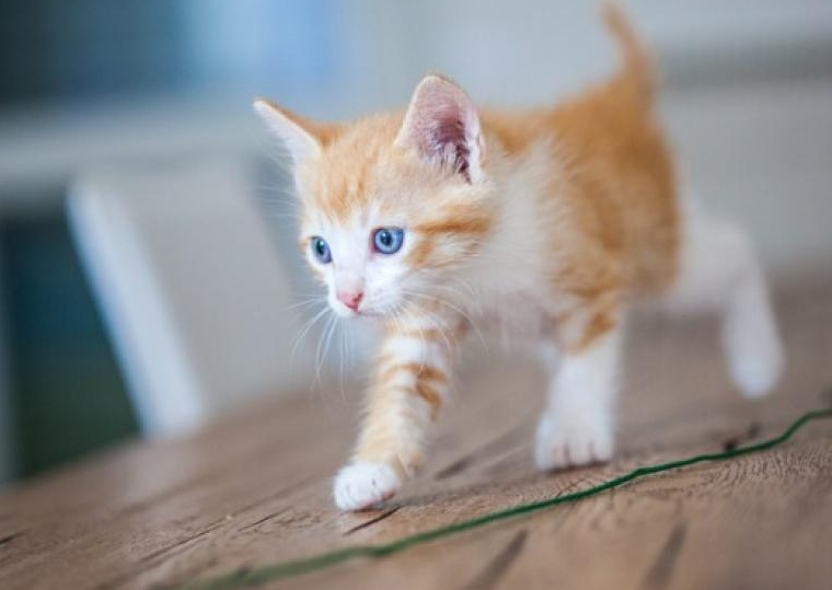 猫几岁才算成年？几岁猫咪是成年猫